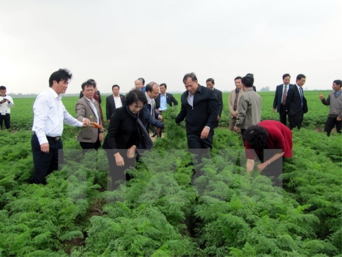 Chủ tịch Quốc hội Nguyễn Thị Kim Ngân và đoàn công tác đi thăm vùng sản xuất cà rốt tập trung ở xã Đức Chính, huyện Cẩm Giàng, Hải Dương. (Ảnh: Mạnh Tú/TTXVN)